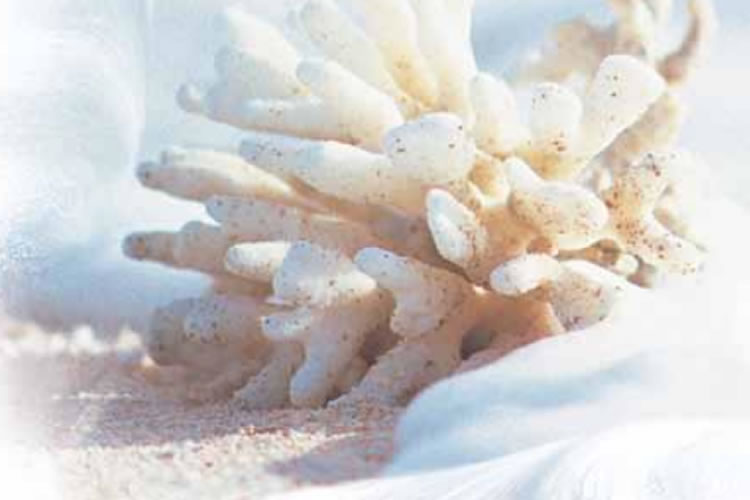 化石サンゴの微粉末に有機ゲルマニウムと天然の高分子シルクを配合 ...