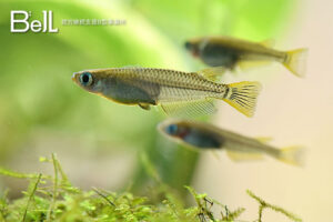 【募集終了】「就労継続支援B型×メダカ事業」FC加盟店募集のイメージ