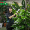 「観葉植物レンタル グリーンポケット」フランチャイズ加盟店募集のイメージ